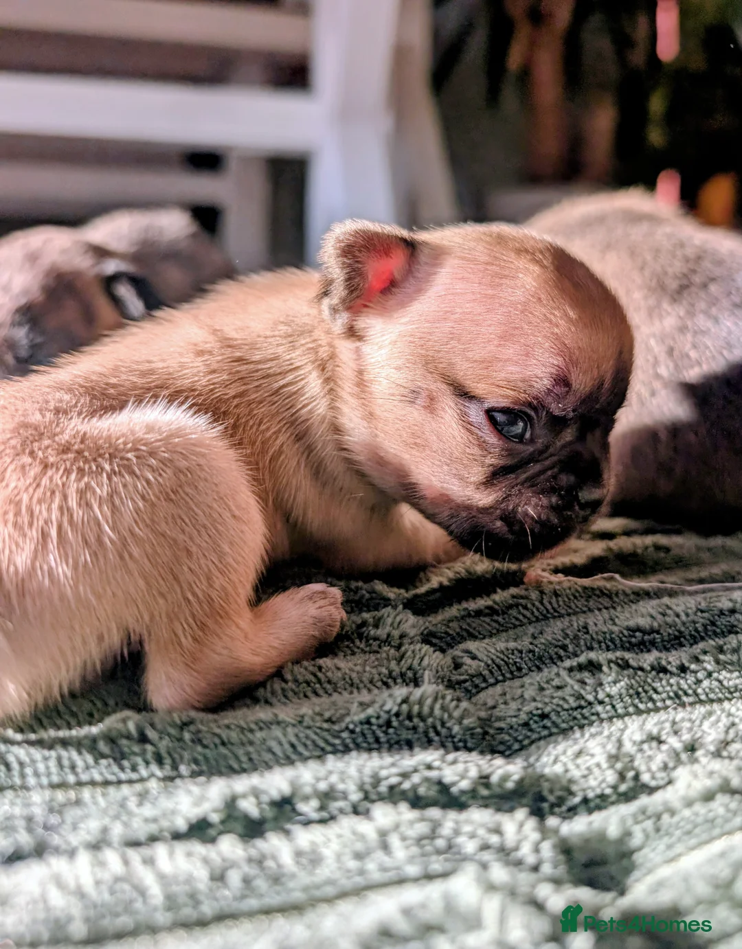 French Bulldog dogs for sale: *last one*Mixed (75%) French Bulldog Frenchie - Advert 11