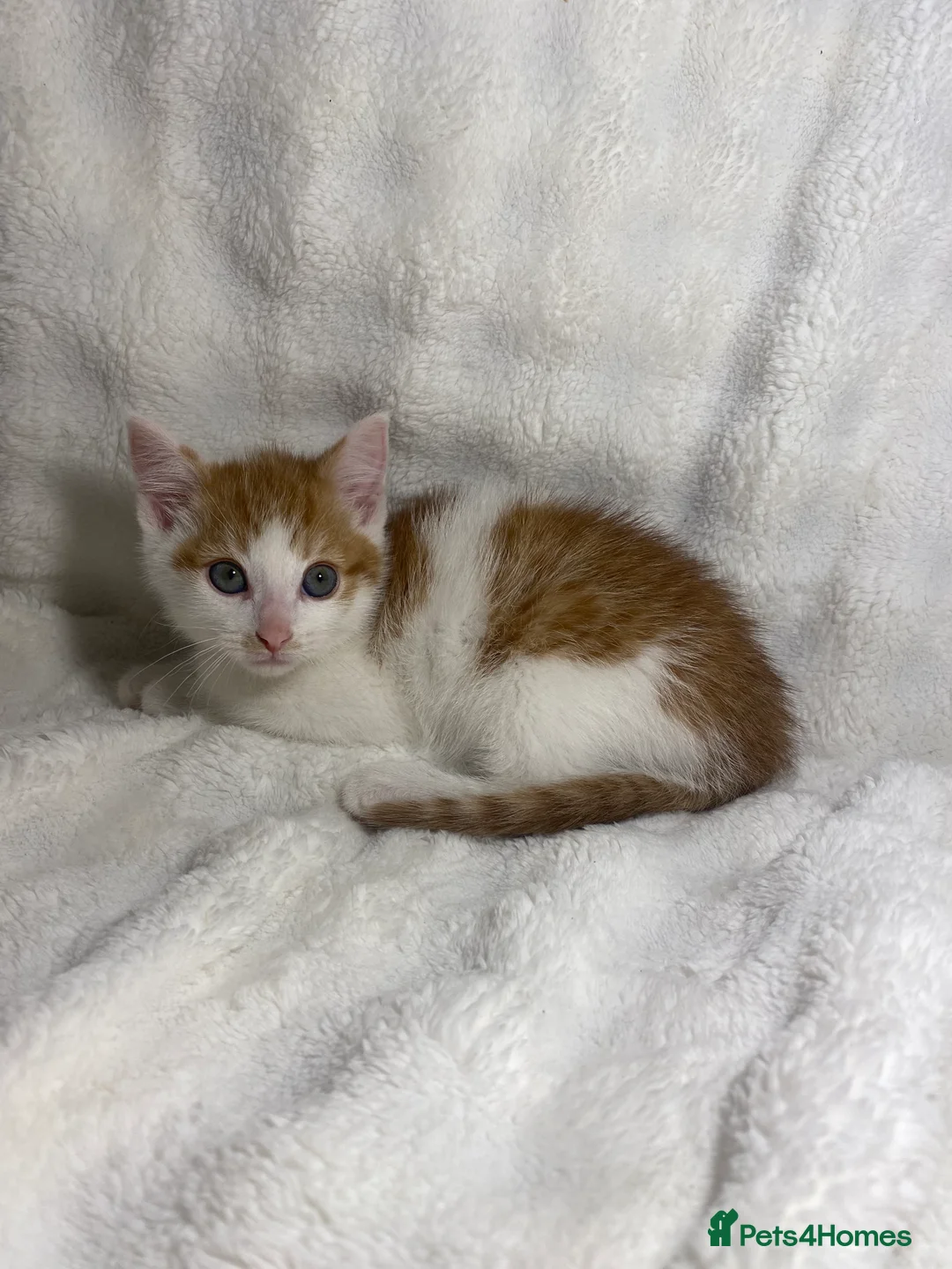 Mixed Breed cats for sale: 2 Adorable Male Kittens Ready For Their New Home🏡 - Advert 7