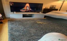 Dragon reptiles for sale: Mia the Beautiful bearded dragon  - Image 20