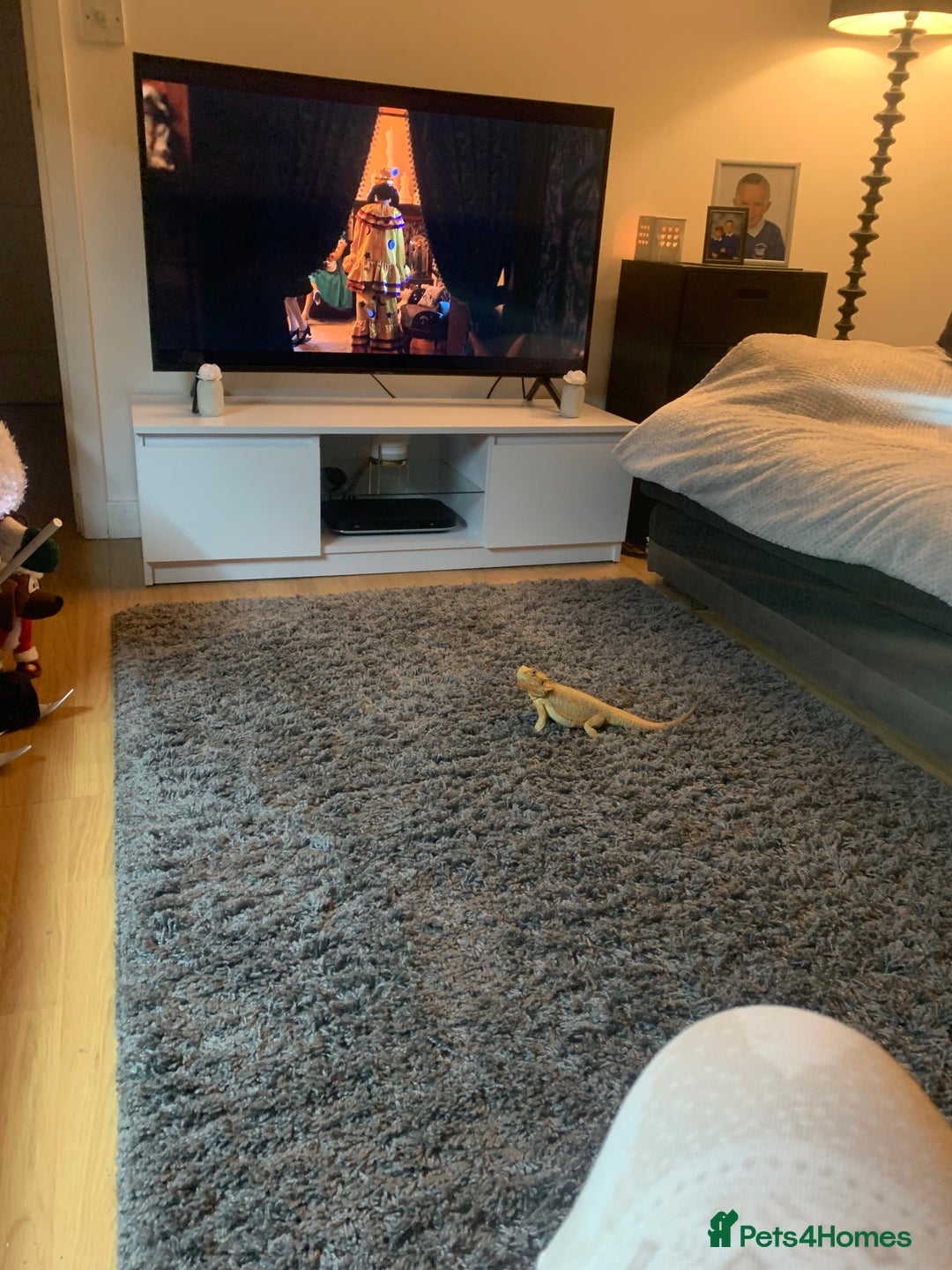 Dragon reptiles for sale: Mia the Beautiful bearded dragon  - Image 20