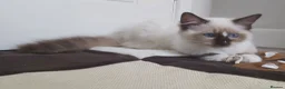Ragdoll cats for sale: RAGDOLLS SEAL POINT BICOLOUR GIRLS BLUE EYES  - Advert 7