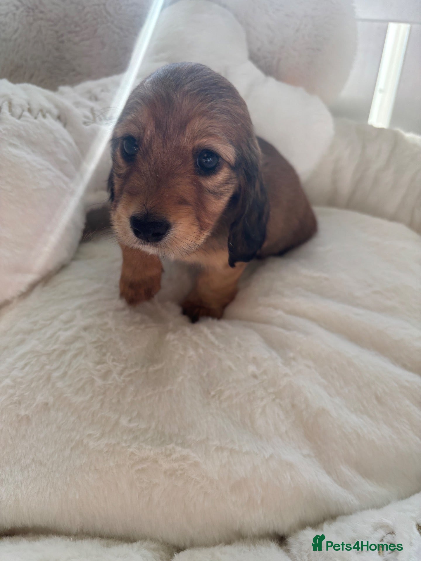 Miniature Dachshund dogs 2 shaded cream kc reg mini long girls left  - Advert 2