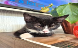 Domestic Shorthair cats for sale: 2 sisters left looking for a loving home - Advert 4