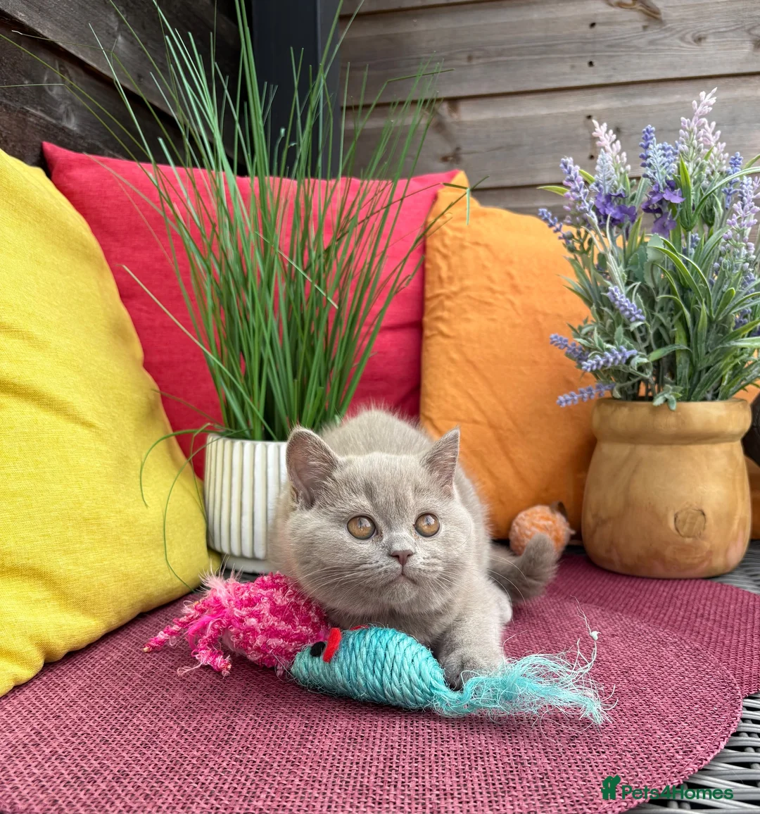 British Shorthair cats for sale: British Shorthairs**READY NOW** - Advert 2