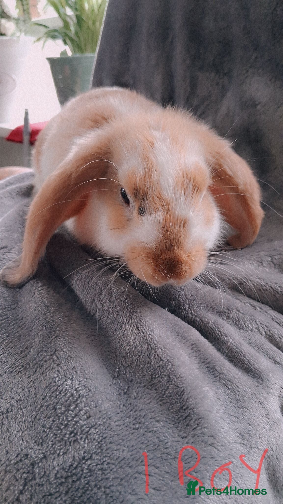 French Lop rabbits French lop x plush mini lop  - Advert 1