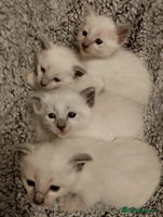 Bengal cats - Advert 15