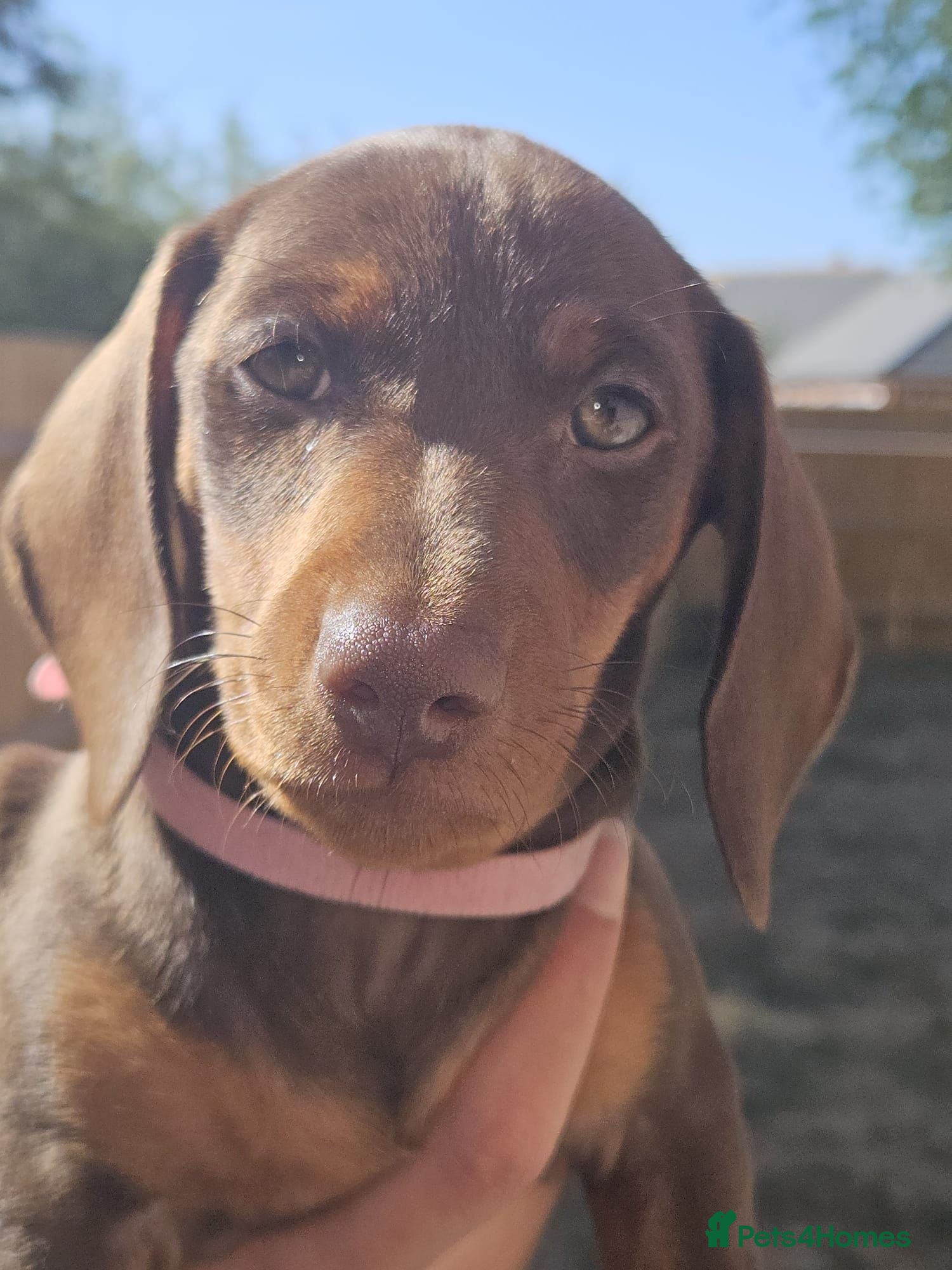 Dachshund dogs 1 Stunning Chunky female dachund left available  - Advert 1