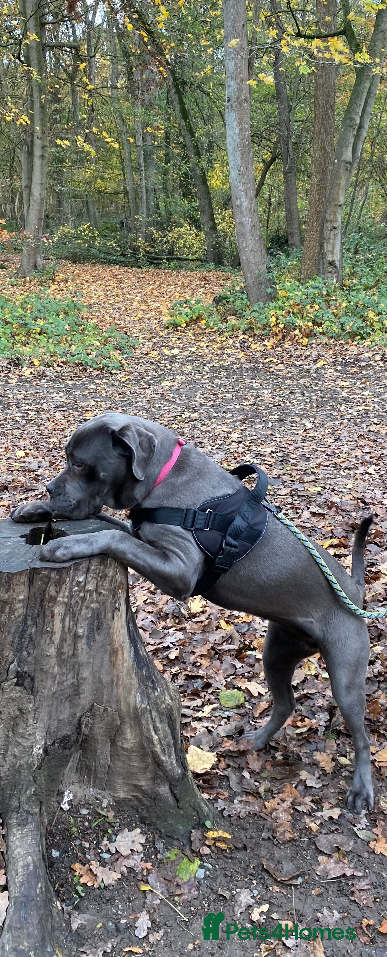 Cane Corso dogs Miss Xena 10 month old black-collar cane corso - Advert 3