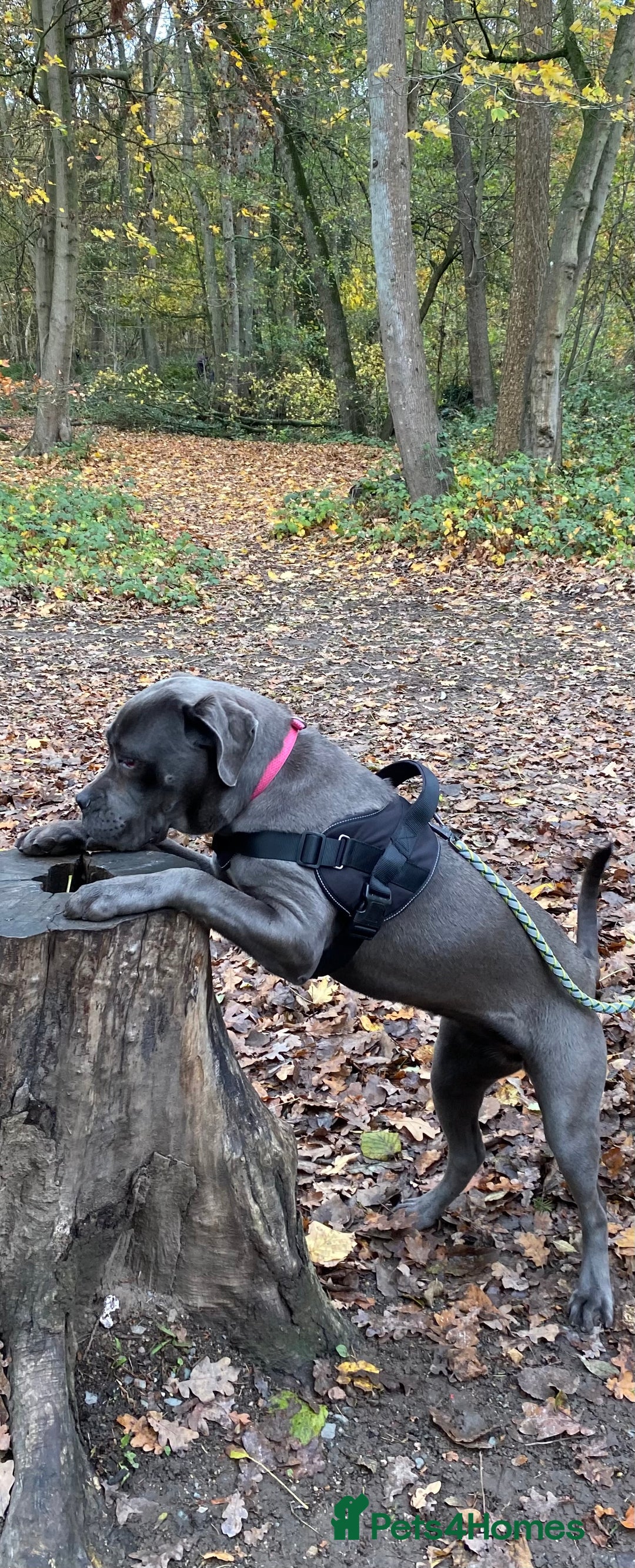 Cane Corso dogs for sale: Miss Xena 10 month old black-collar cane corso - Advert 1