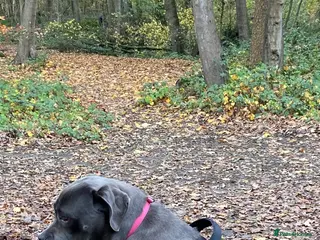 Cane Corso dogs Xena 11 month old black-collar cane corso - Advert 7