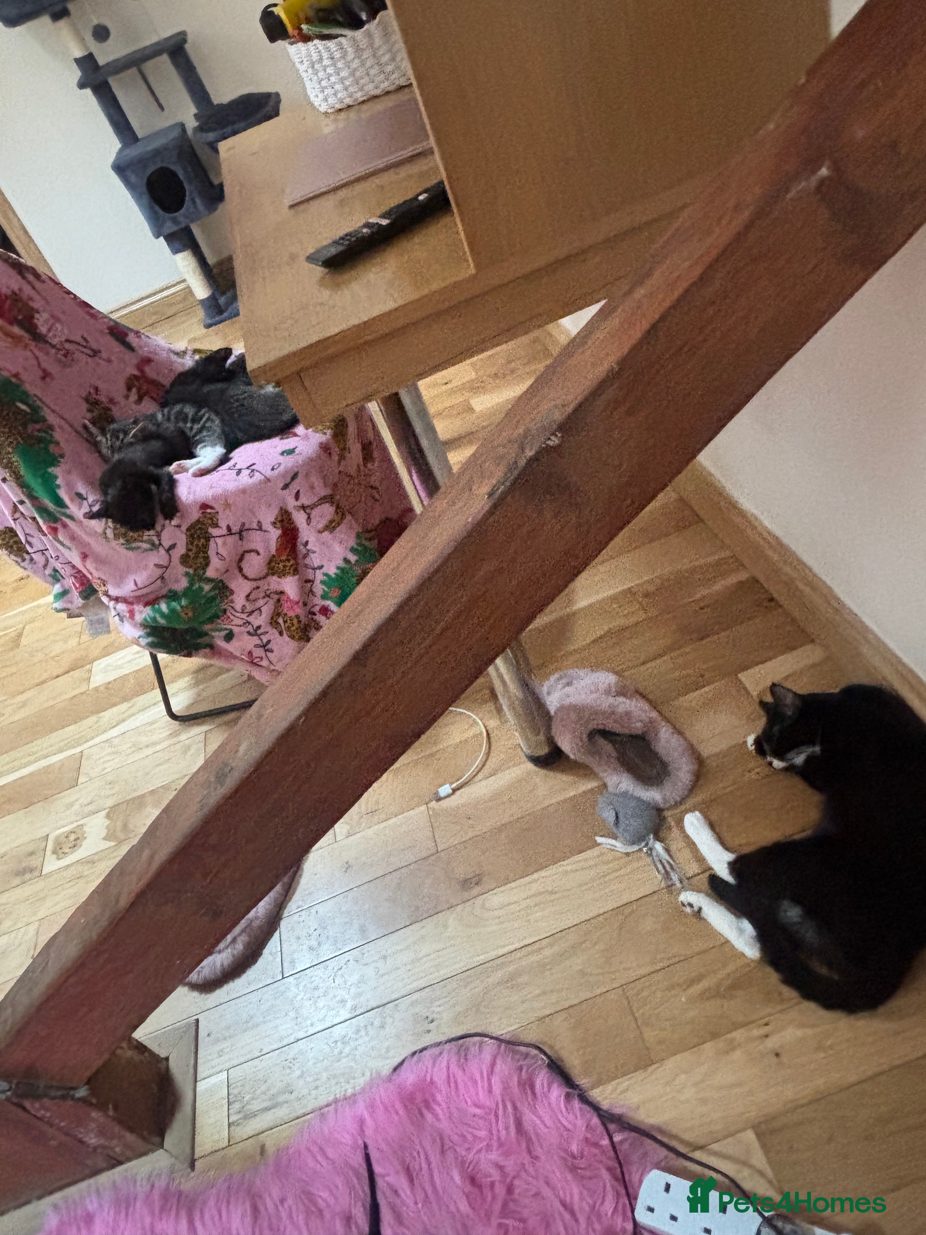 Mixed Breed cats for sale: Female tabby kitten  - Advert 1