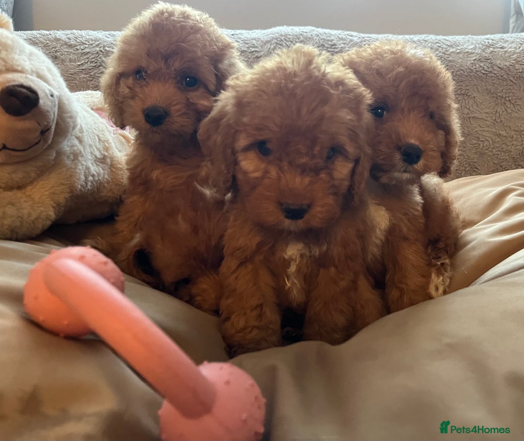 Cockapoo dogs for sale: F1 cockapoo puppies- Health test clear  - Image 4