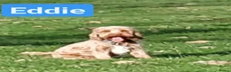Cockapoo dogs for stud: F1 DNA Tested Cockapoo for STUD  - Advert 3