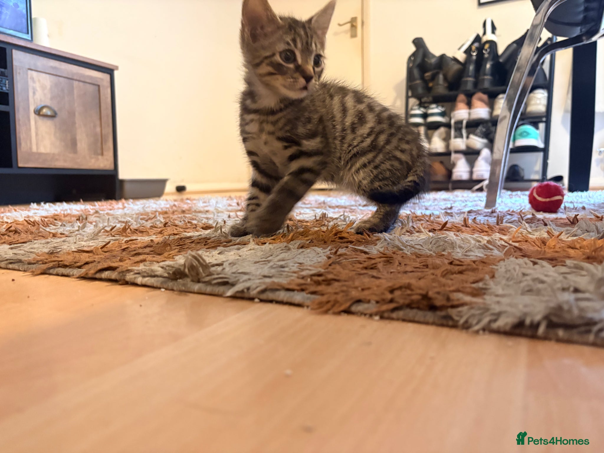Domestic Shorthair cats 1 black kitten and 1 black tabby for sale! Ready!! - Advert 5