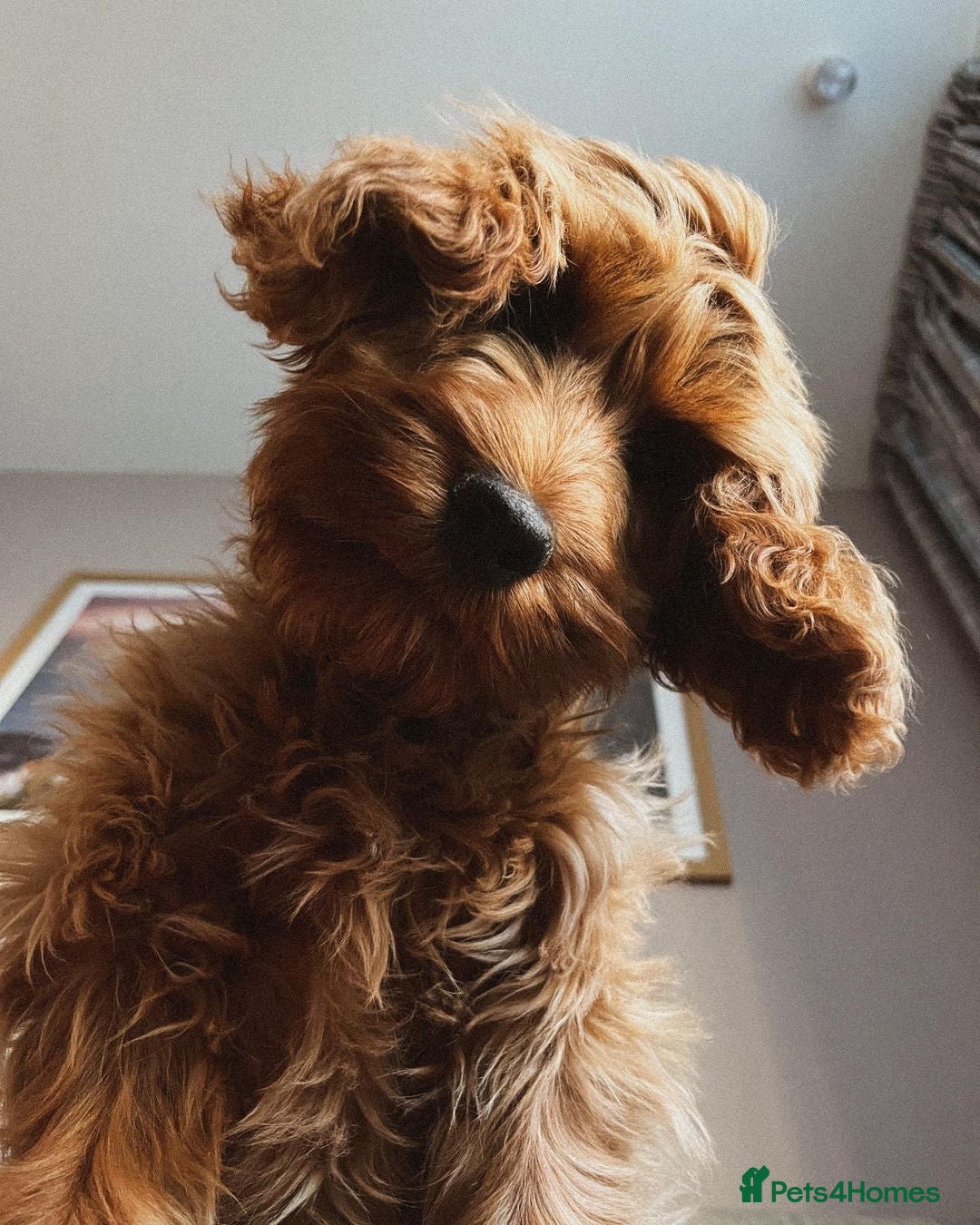 Cockapoo dogs for sale: Barney Friendly Young Cockapoo - Advert 3