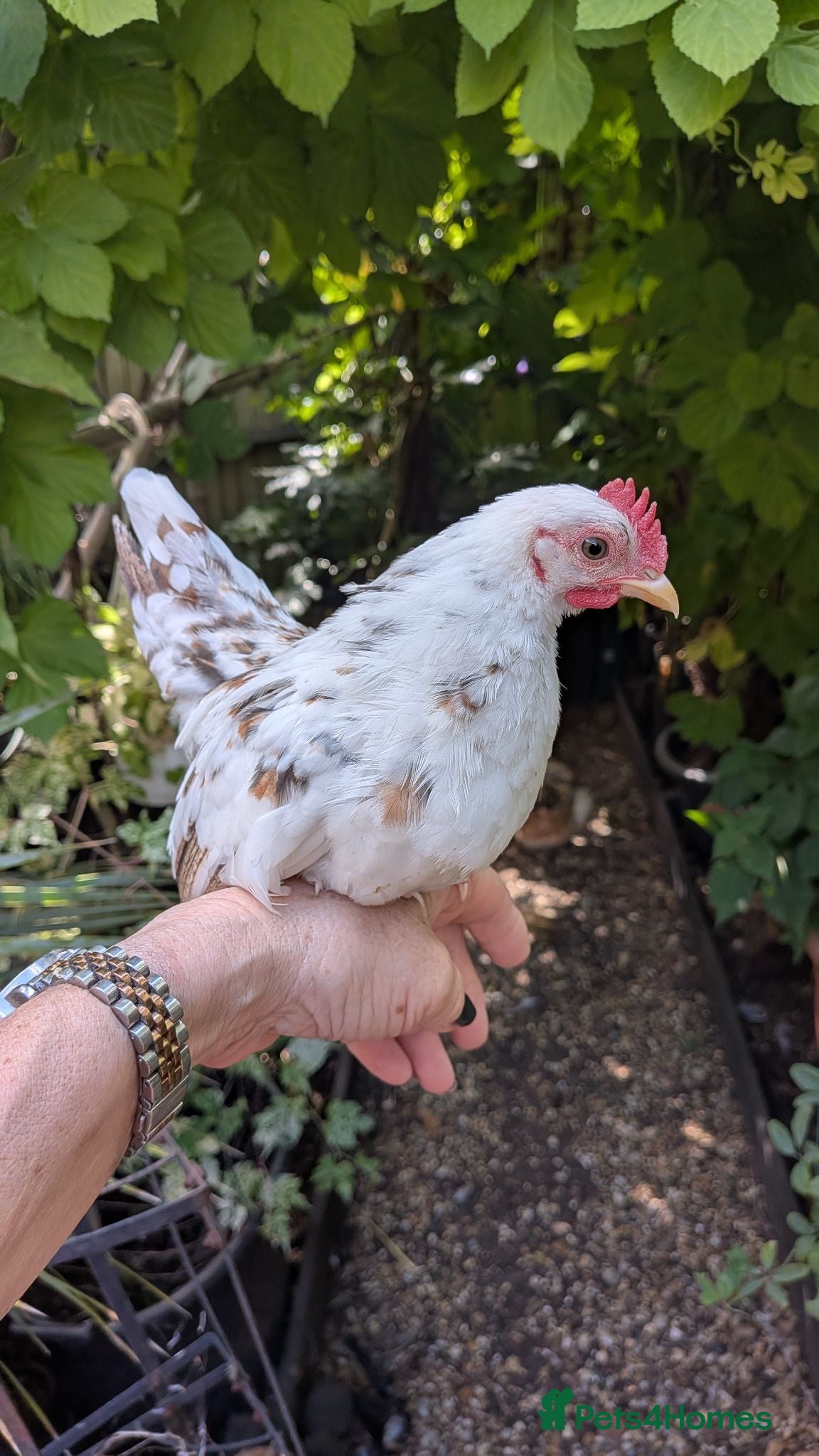 Chickens poultry Malaysian Serama Cockerel Millefleur Youngster - Advert 1