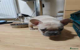 French Bulldog dogs for sale: Unique and Beautiful French bulldogs puppies  - Image 22