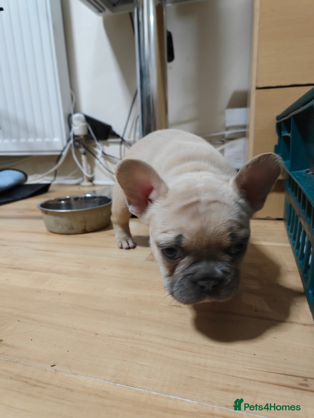French Bulldog dogs for sale: Unique and Beautiful French bulldogs puppies  - Image 22