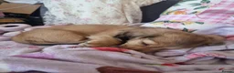 Dachshund dogs for sale: Kc long haired mini cream dashounds boys - Advert 6