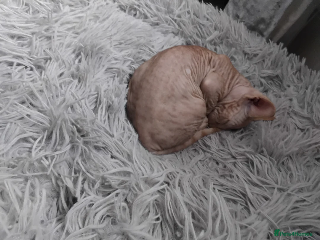 Sphynx cats for sale: Beautiful sphynx fur baby - Advert 6
