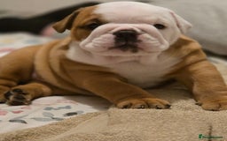 English Bulldog dogs for sale: English Bulldog Puppies  - Image 4