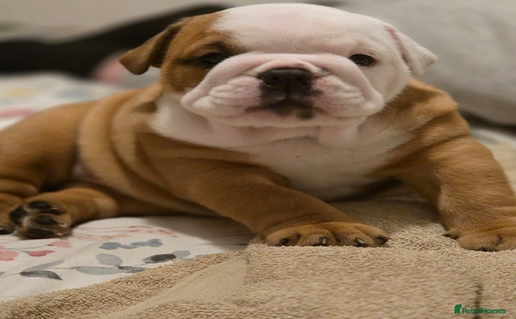 English Bulldog dogs - Advert 4
