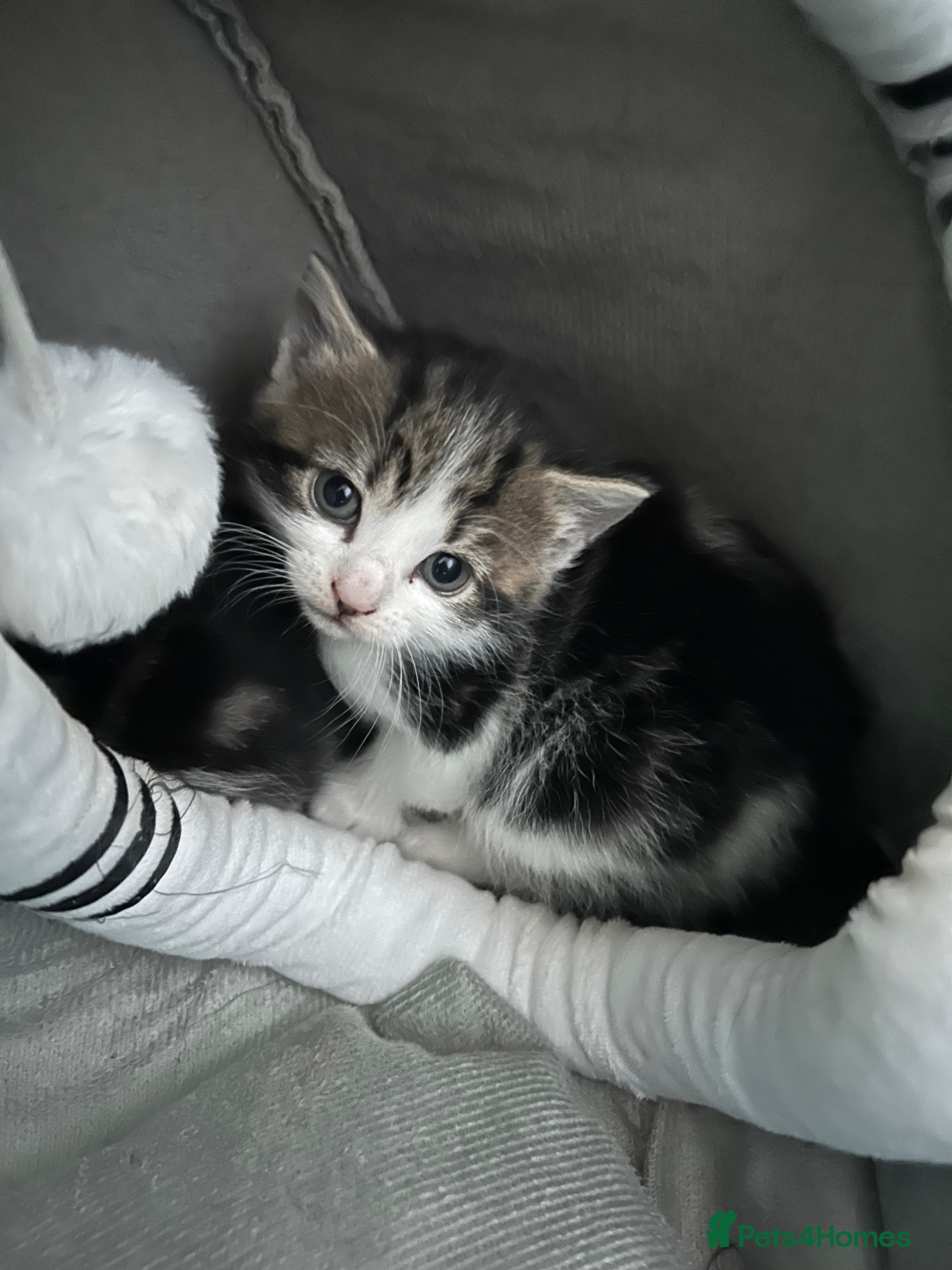 Mixed Breed cats Beautiful tabby and white kittens - Advert 1