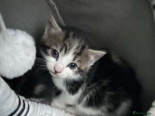 Mixed Breed cats Beautiful tabby and white kittens - Advert 2