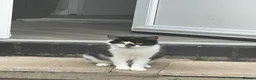 Mixed Breed cats for sale: Adorable Tuxedo Cat with Unique Face Markings  - Advert 3