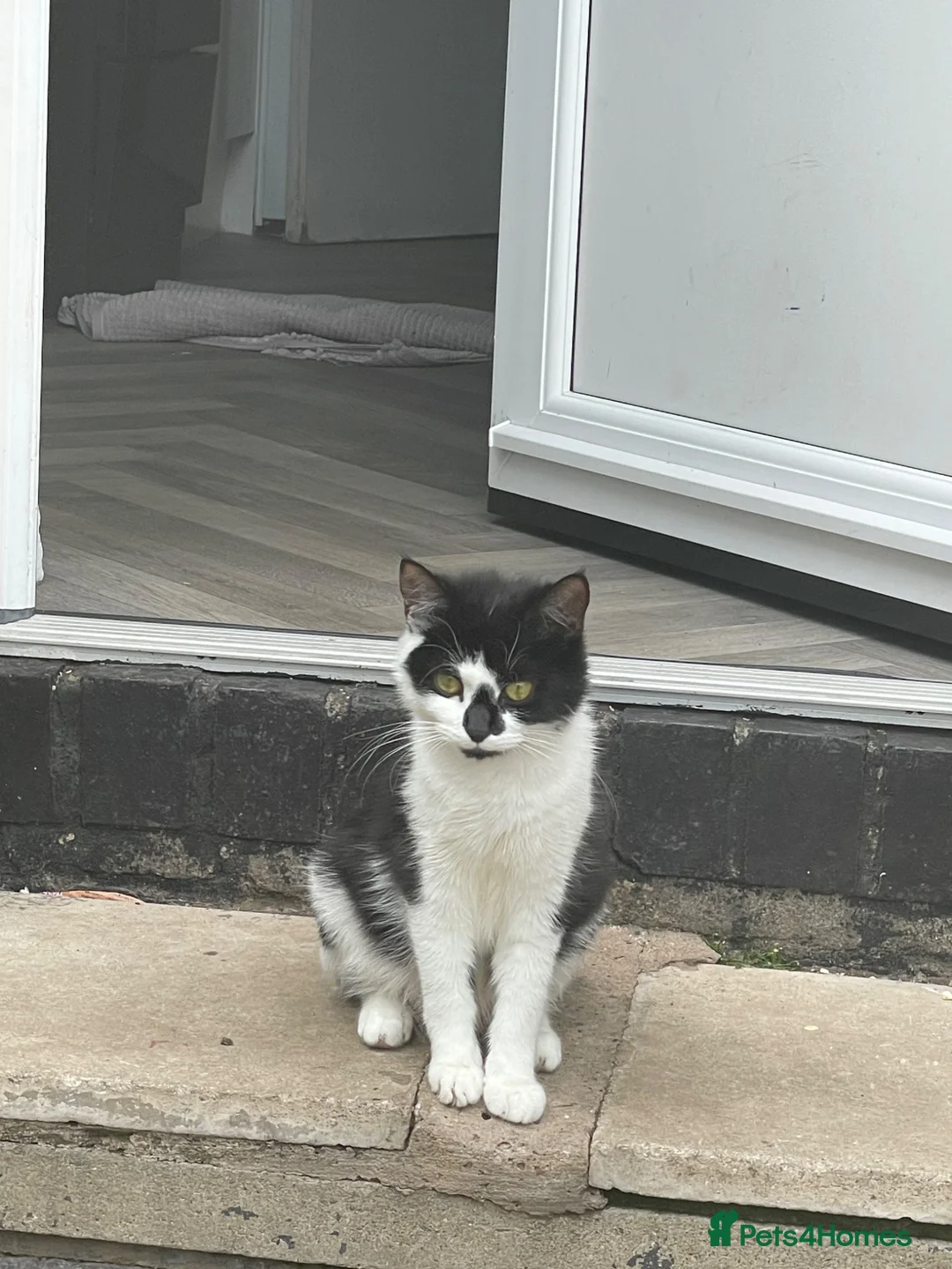 Mixed Breed cats for sale: Adorable Tuxedo Cat with Unique Face Markings  - Advert 3
