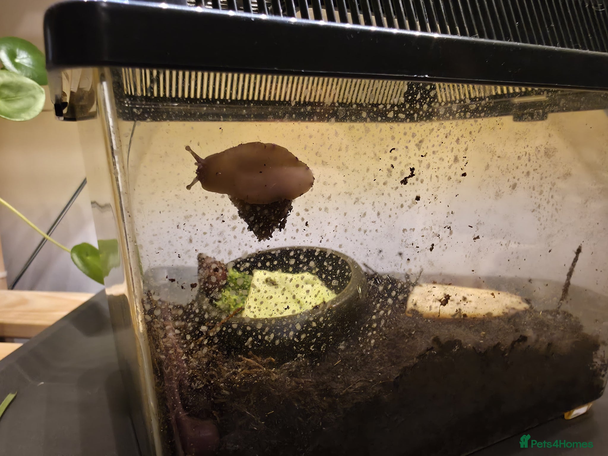 Snails invertebrates 2 x Giant African Land snail babies - Advert 16