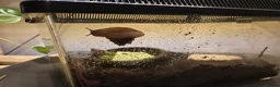 Snails invertebrates for sale: 2 x Giant African Land snail babies in Bristol - Advert 1