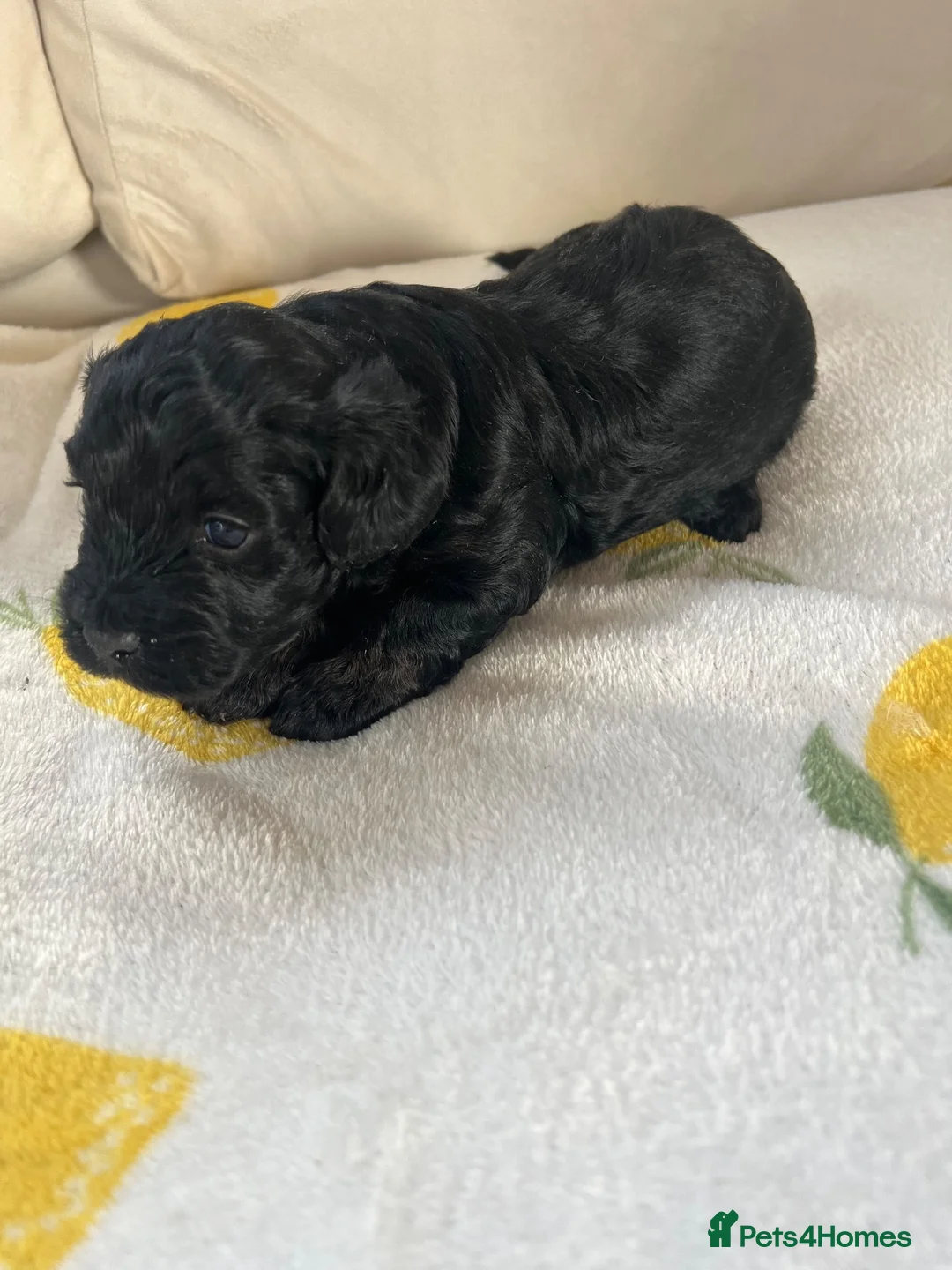 Shihpoo dogs for sale: Gorgeous f1 Shih poo puppies - Advert 18