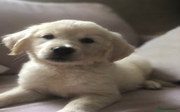 Golden Retriever dogs for sale: Super litter of Goldie pups carrying some colour  - Image 22