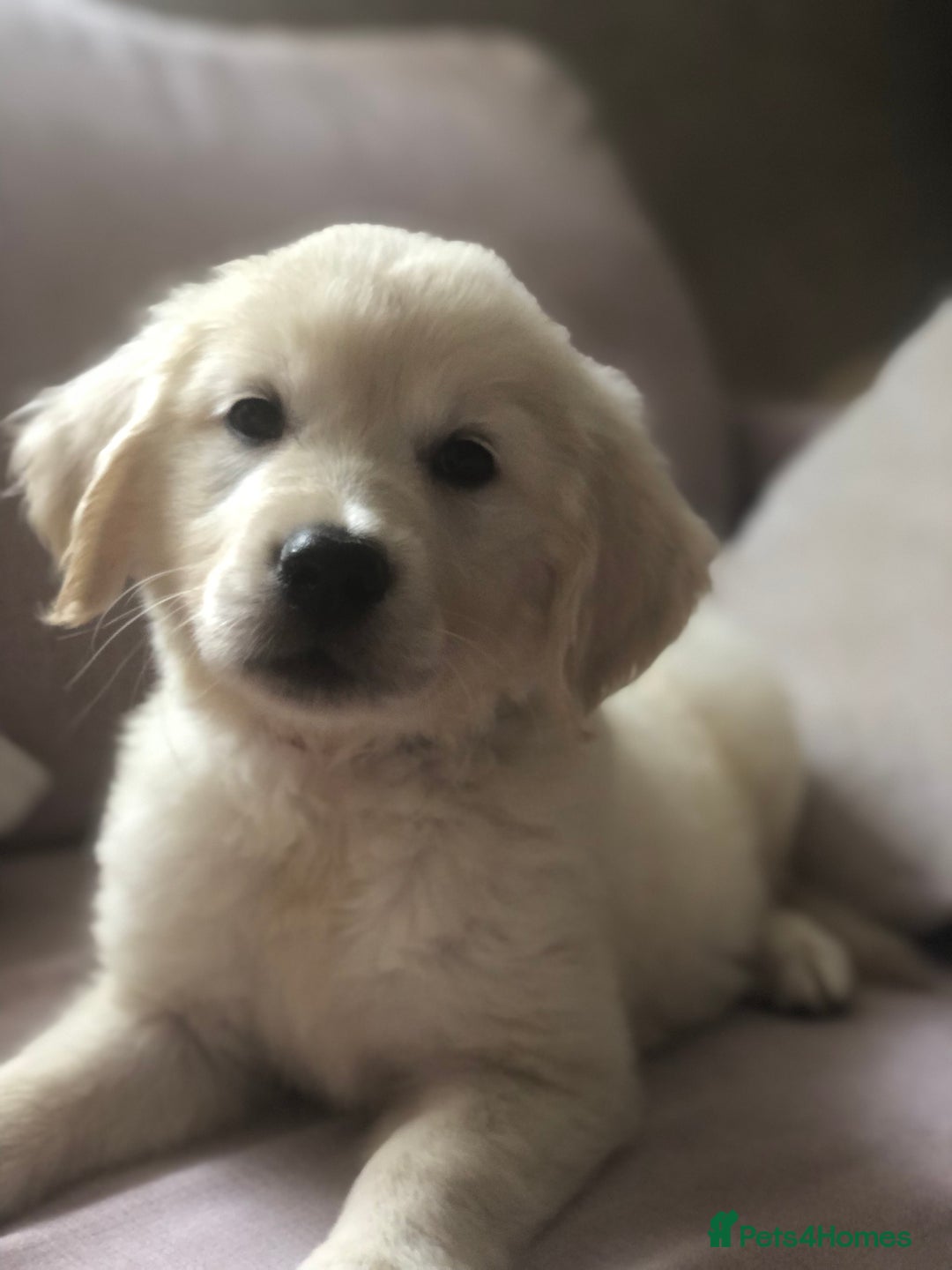 Golden Retriever dogs for sale: Super litter of Goldie pups carrying some colour  - Image 22
