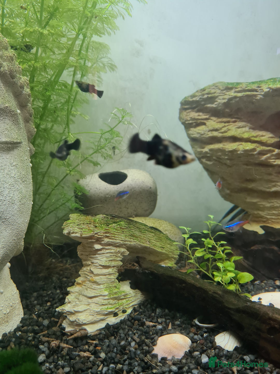 Mollies fish for sale: Baby Mollies - Image 5