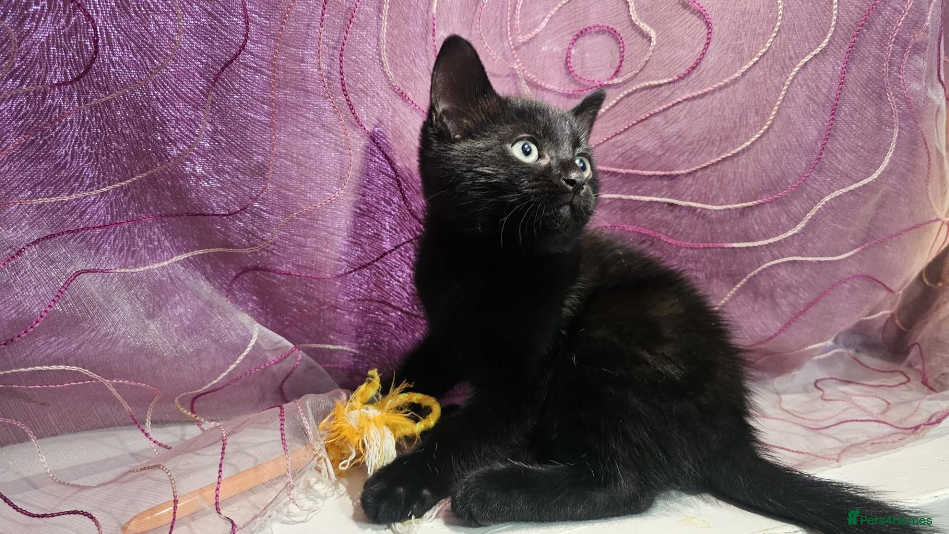 Mixed Breed cats A beautiful litter of 4 kittens - Advert 10
