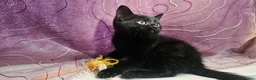 Mixed Breed cats for sale: A beautiful litter of 4 kittens - Advert 4