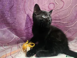 Mixed Breed cats A beautiful litter of 4 kittens - Advert 10