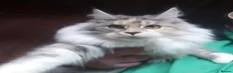 Maine Coon cats for sale: Pure Maine Coon Kittens Registered  - Advert 12