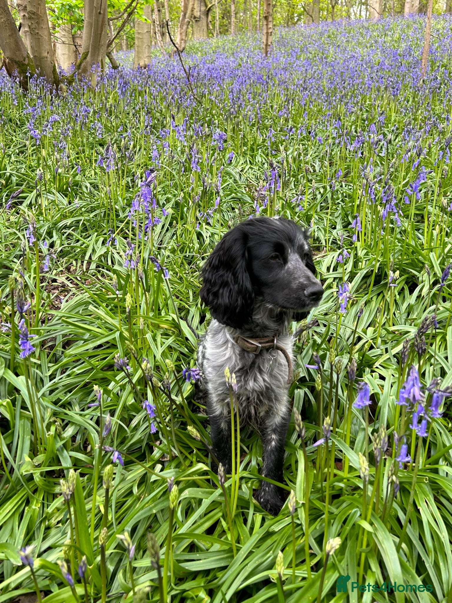 Cocker Spaniel dogs Beautiful cocker spaniel puppies for sale  - Advert 2