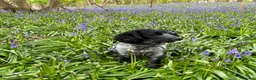 Cocker Spaniel dogs for sale: Beautiful cocker spaniel puppies for sale  - Advert 2