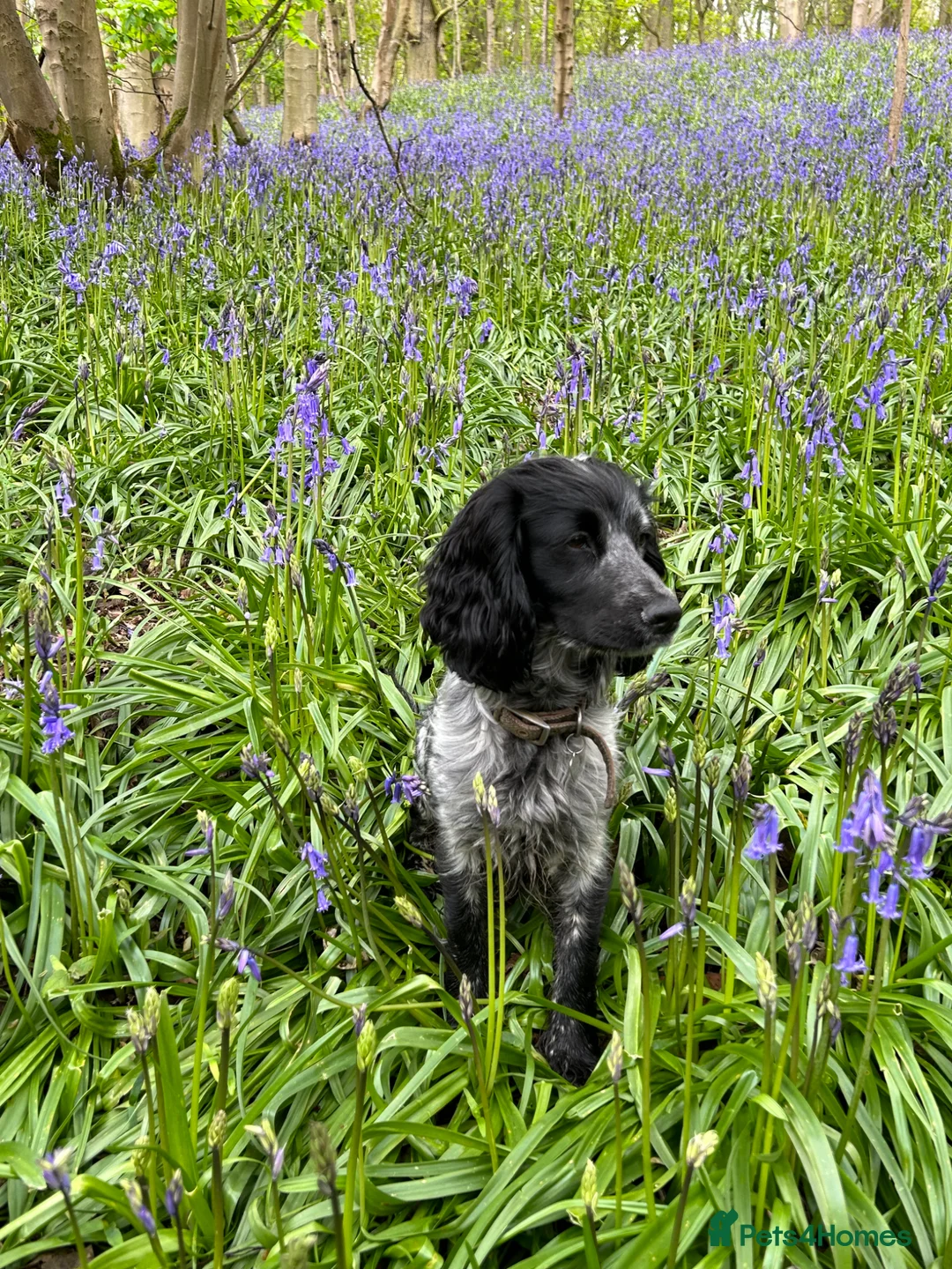 Cocker Spaniel dogs for sale: Beautiful cocker spaniel puppies for sale  - Advert 2