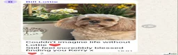 Cavapoo dogs for sale: Health tested Standard (cuddle) Cavapoos - Advert 17