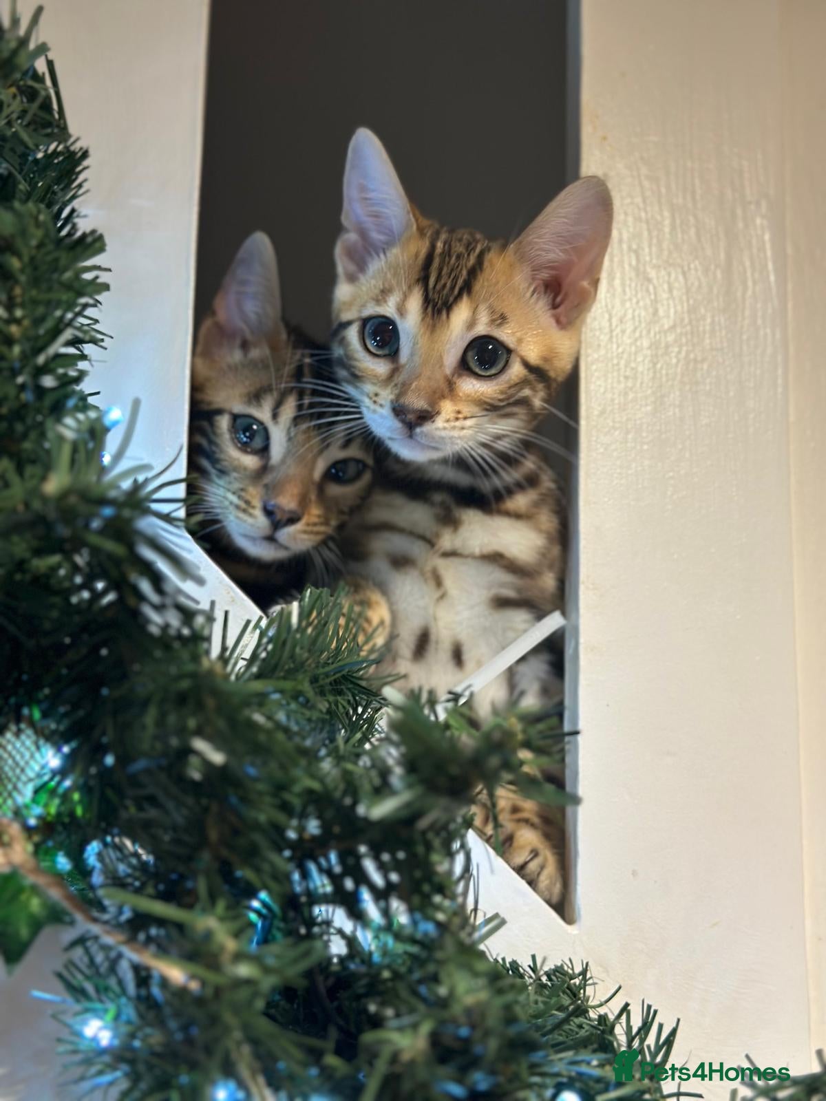 Bengal cats Beautiful Tica Bengal kittens - Advert 8