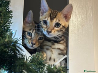 Bengal cats Beautiful Tica Bengal kittens - Advert 8