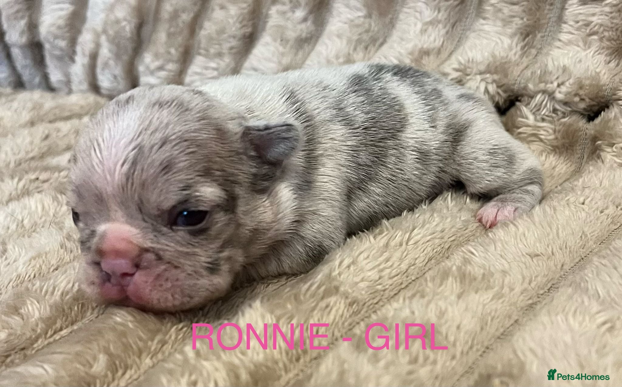 French Bulldog dogs 3 Beautiful french bulldog puppies  - Advert 1