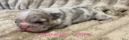 French Bulldog dogs for sale: 3 Beautiful french bulldog puppies  - Advert 1