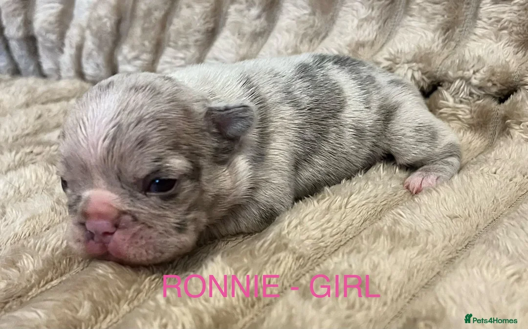French Bulldog dogs for sale: 3 Beautiful french bulldog puppies  - Advert 1