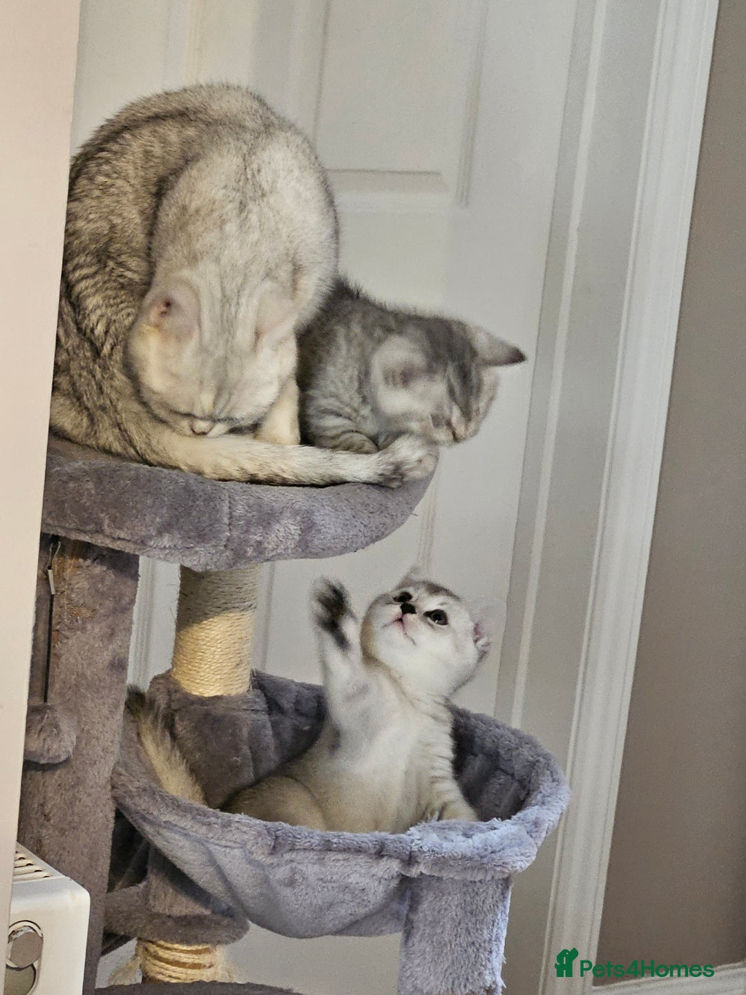 British Shorthair cats for sale: British shothair kittens  - Image 6